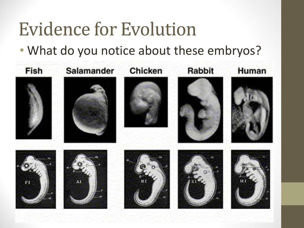 Evolucion de embriones en fiv
